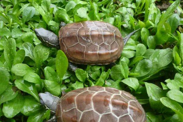 中华龟是深水龟吗
