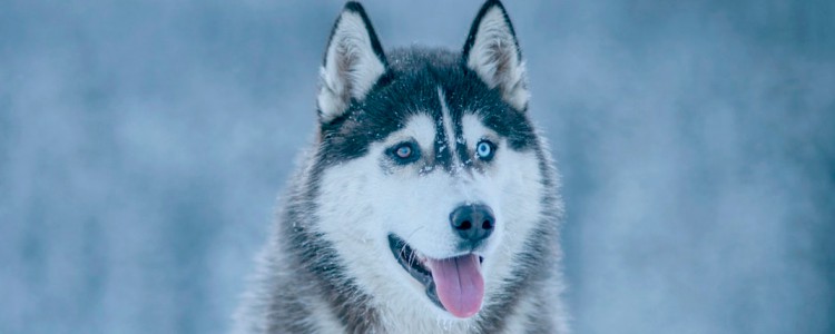 幼犬骨折后多久能自动恢复