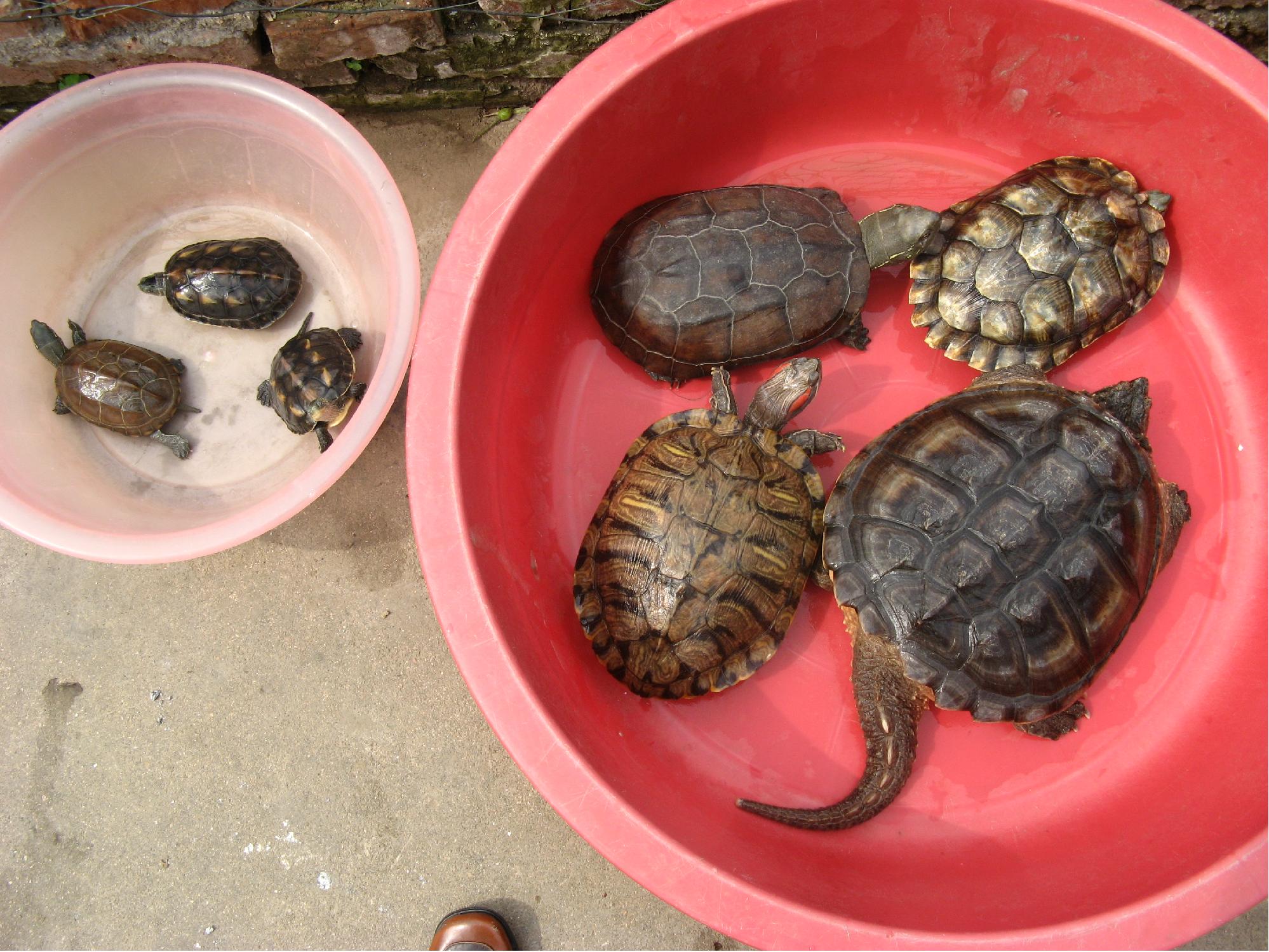 中华龟的家庭饲养方法 中华龟喜欢什么环境