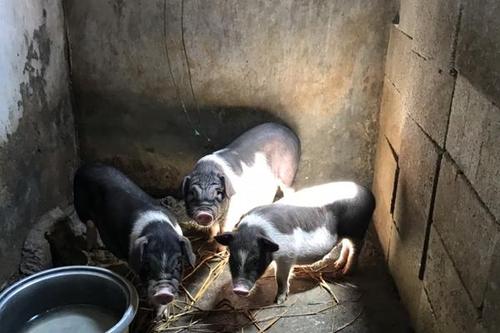 太湖母猪饲养方法