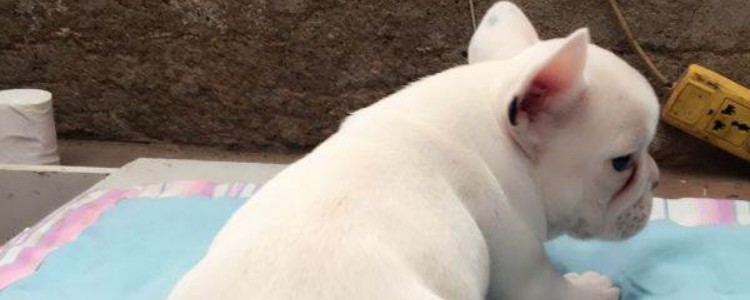 法斗精神不好身上发抖