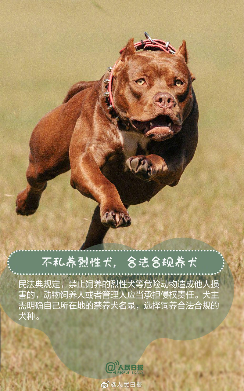 遛狗不牵绳违法即将正式施行 5月1日起遛狗不栓绳将违法