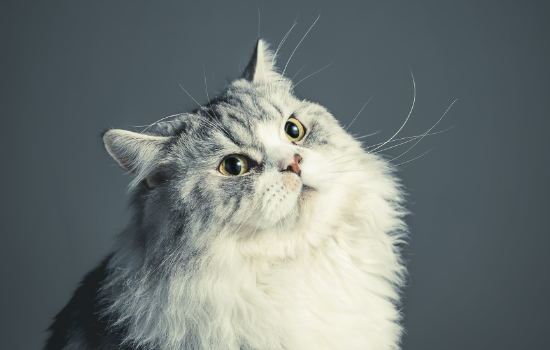 猫咪踩奶呼噜呼噜是什么意思