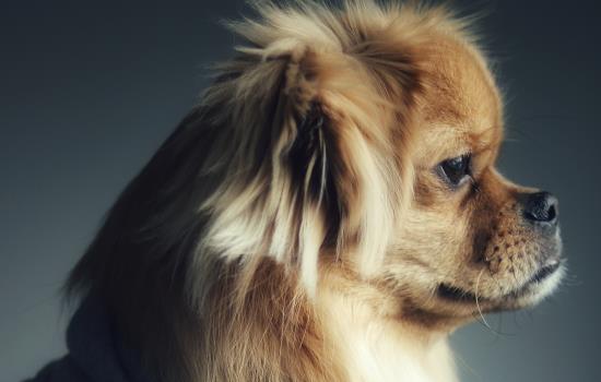 怎麼解決幼犬晚上叫的情況