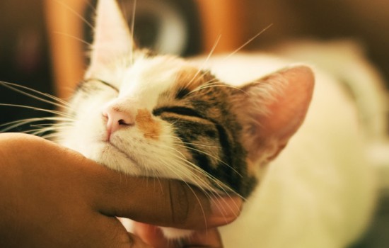 怎么和猫快速培养感情
