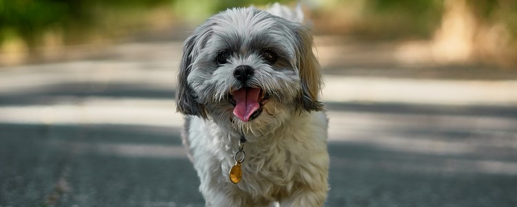 如何给幼犬夜间保暖