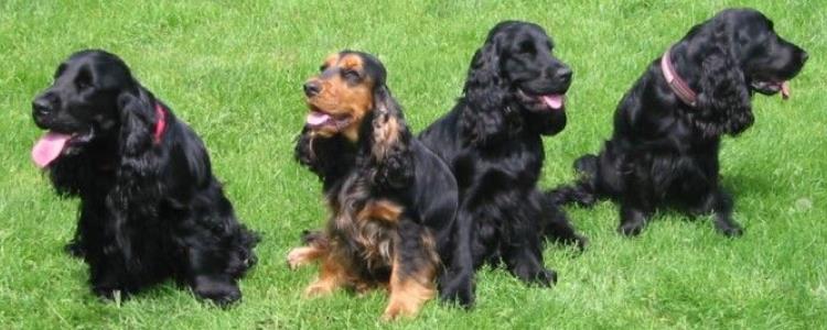 为什么养史宾格的很少