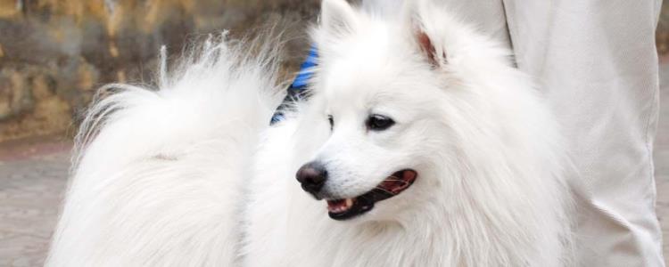 银狐犬一生认几个主人