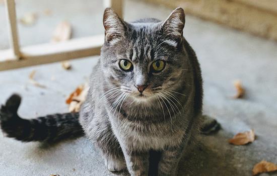 猫咪一辈子都不刷牙有影响吗