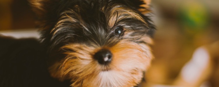 狗打狂犬疫苗多久一次比较好