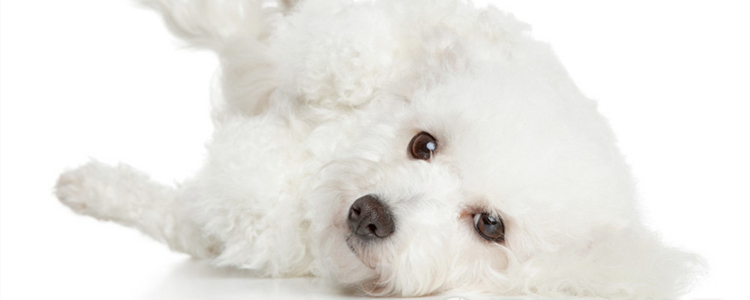 比熊吐了是怎么了