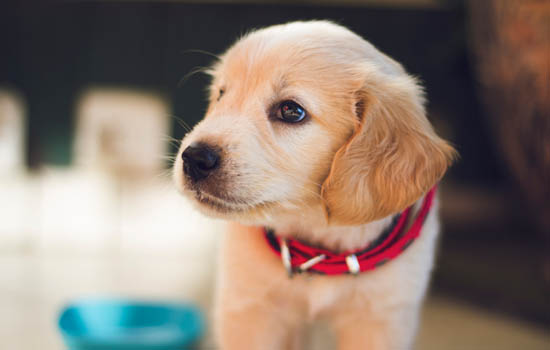 德牧幼犬的訓練方法