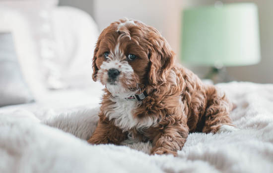 英國斗牛犬如何訓練