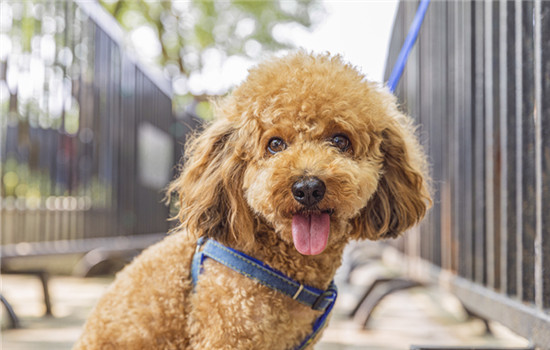 為什麼秋田犬不聽話