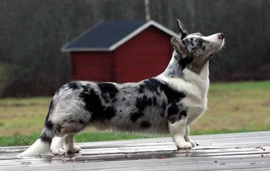 银狐和博美的区别在哪里