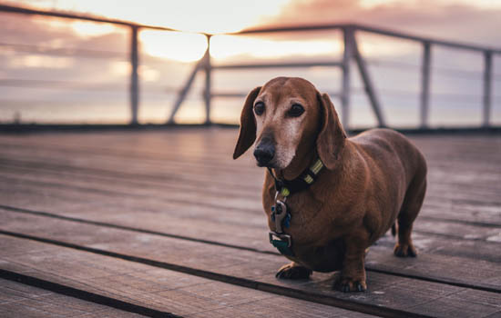 如何訓練拉布拉多幼犬