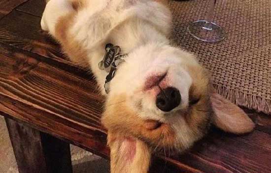 比熊狗狗训练法