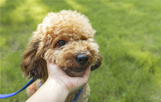 貴賓犬訓練方法