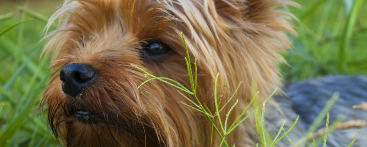 犬瘟会传染给狗吗