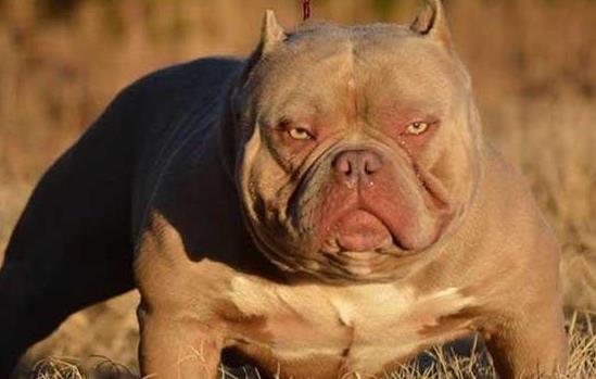恶霸犬为什么被禁养