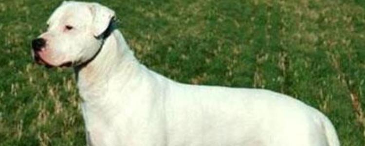 杜高犬纯不纯从哪里看