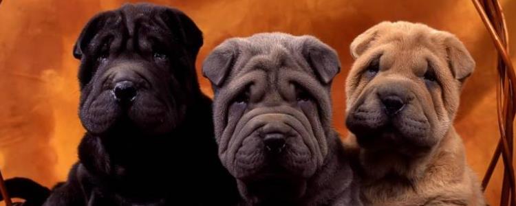 沙皮狗攻击性强吗