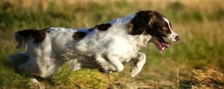 史宾格为什么那么臭呢