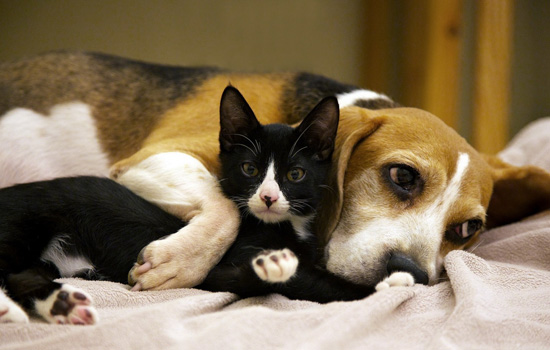 柯基脸尖如何开腮