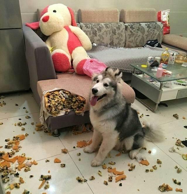 最萌铲屎官聚集地！加入他们 一起快乐养狗~！