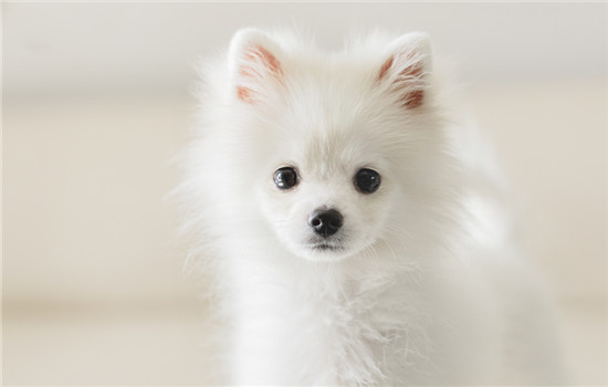 高加索犬会攻击家人吗