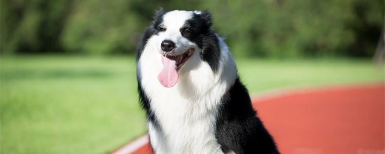 边牧会不会拆家