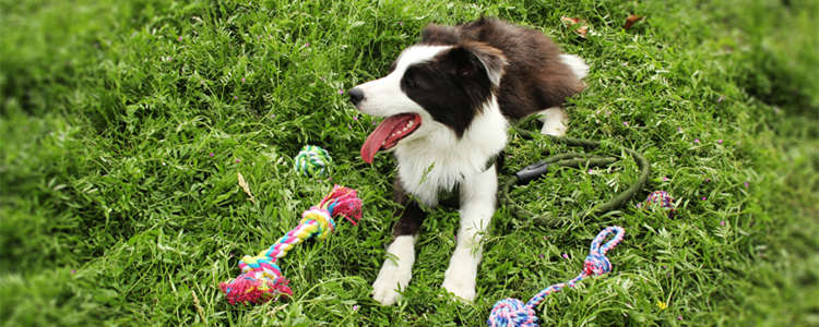 边牧不同年龄段的智商