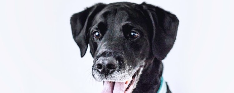 拉布拉多常见的皮肤病