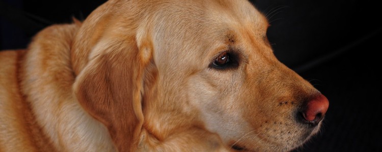 拉布拉多癣如何治疗