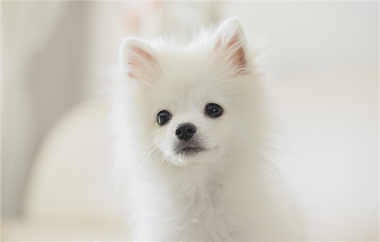 小土狗几个月开始猛长