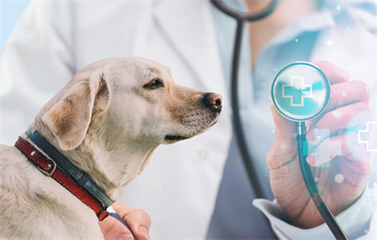 法牛犬好养吗怎么训练