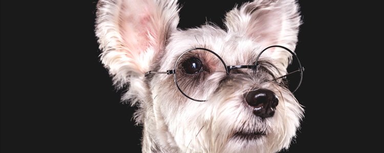 怎么训练雪纳瑞幼犬定点排便