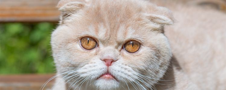 宠物猫能喝自来水吗