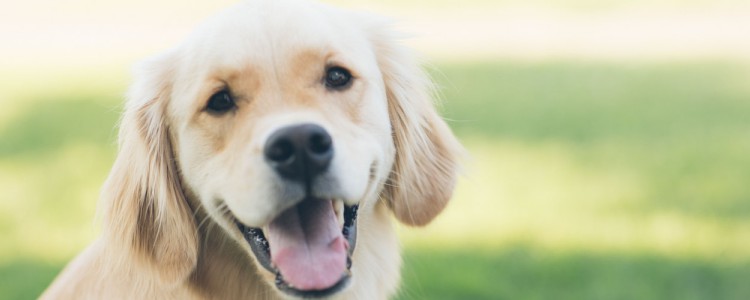 株洲犬证办理 株洲狗证怎么办理