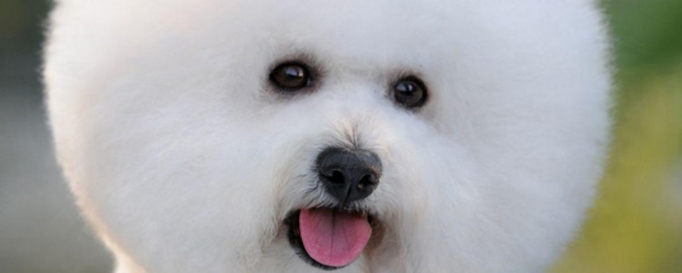 土狗白狗红鼻子好吗