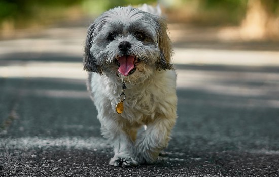 犬瘟开始抽搐了还有多久