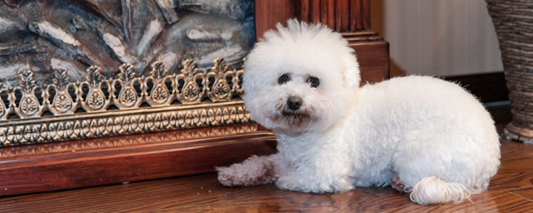 小狗一直流口水是什么原因