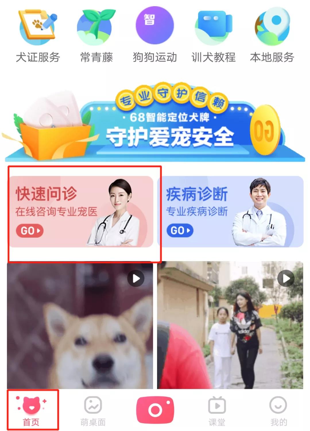哈士奇给柯基献血丢了命，狗主人：医生没有资格证！