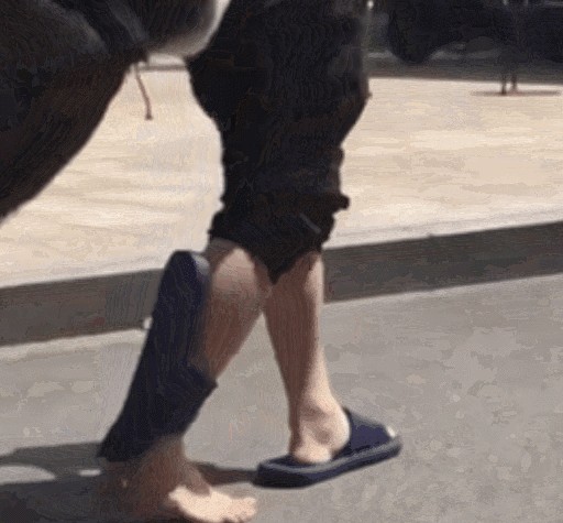 注意!今晚遛狗一定不要穿拖鞋!