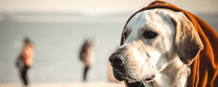 拉布拉多满月怎么喂养