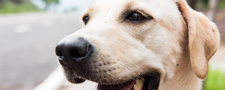 拉布拉多耳朵掉毛