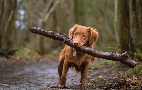 比特犬怎么练死口