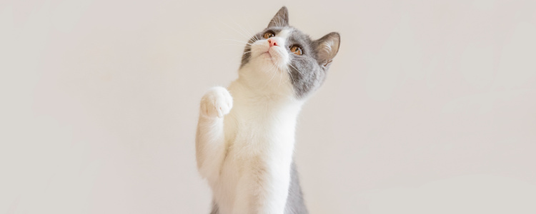 猫炎症性肠道疾病怎么治疗