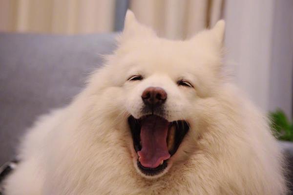 狗界王思聪：我喝的不是酒，是想你的液