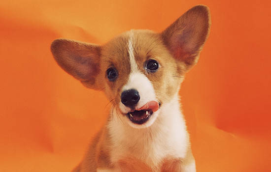 如何陪比熊玩耍 如何陪比熊玩儿